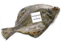 Fish Labelling application   